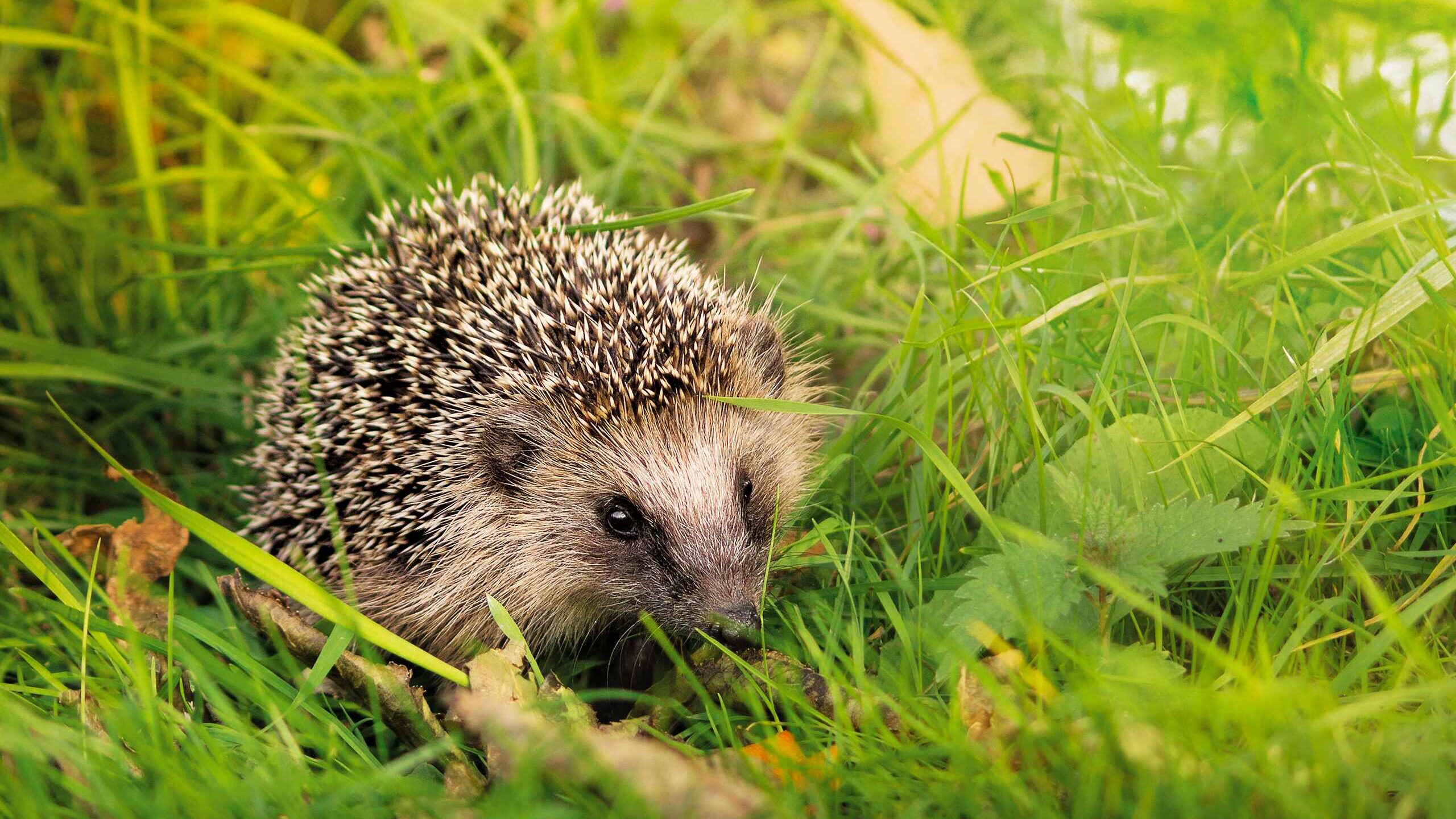 Winterplätze für Wildtiere
