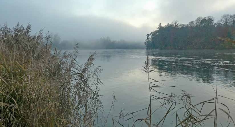 Morgennebel über den Thurauen